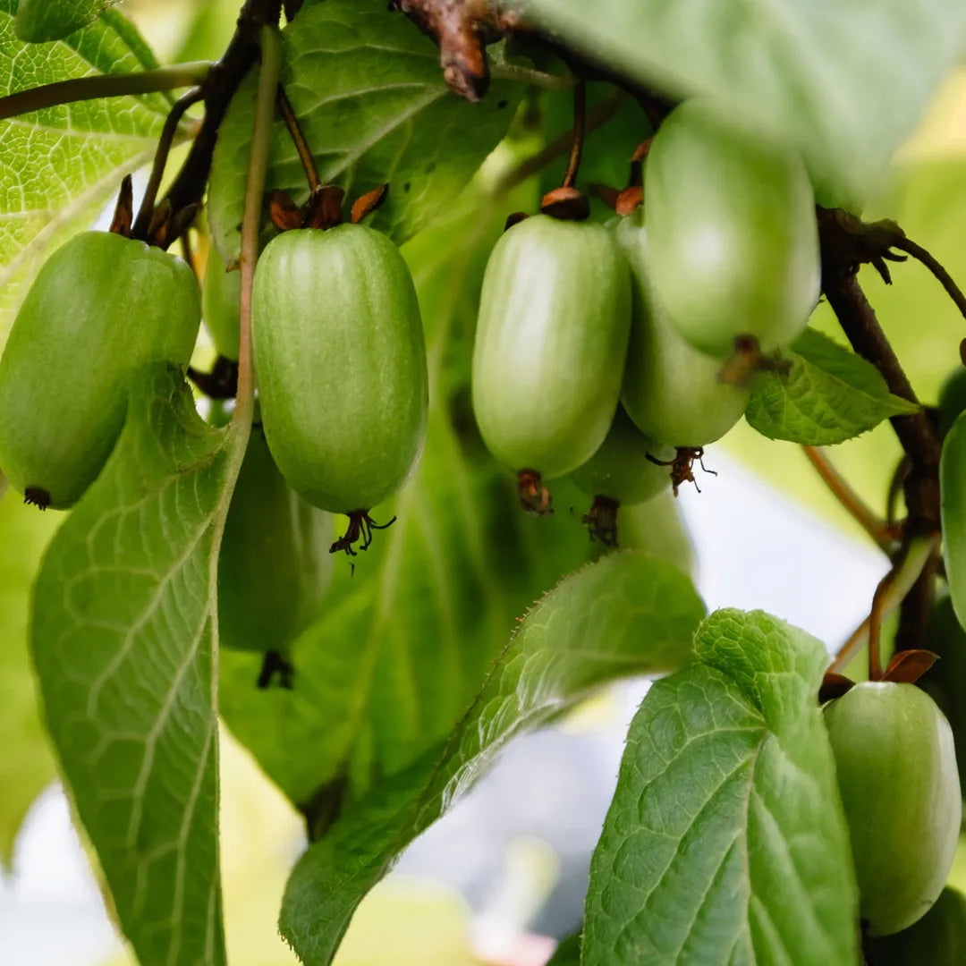 Mini Kiwi Sentyabrskaya (Actinidia Kolomikta) - Butaș 2 ani la ghiveci