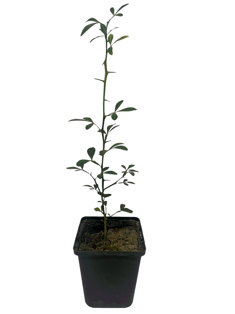 Lămâi Rezistent la Ger Poncirus Trifoliata - Pom anul 2, 30-50 cm