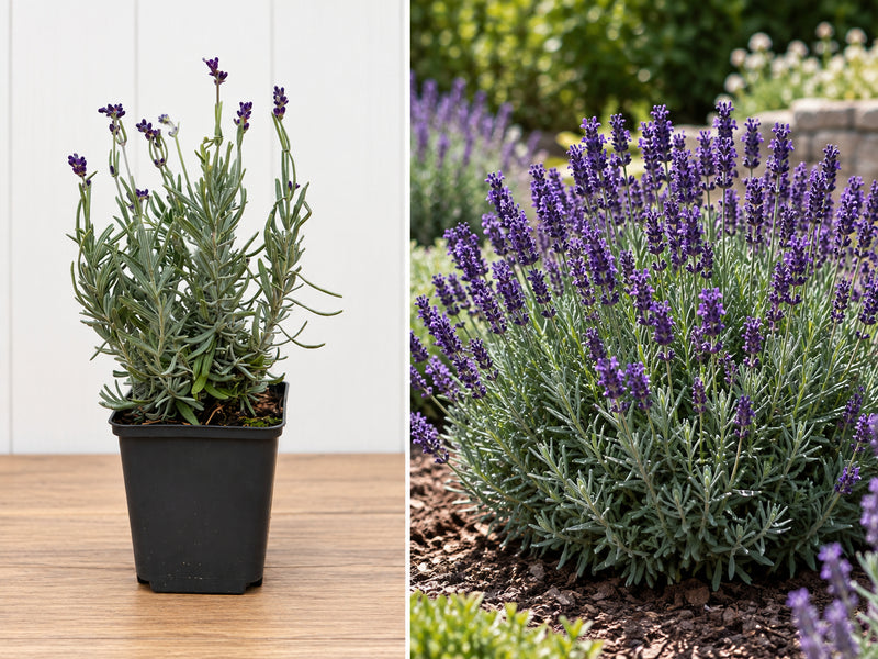 Lavandă Hidcote Blue Violet (Lavandula Angustifolia) - Butaș 10-20 cm