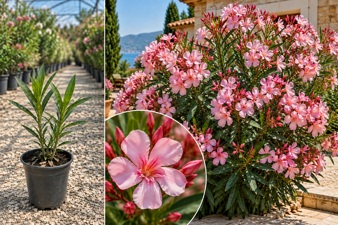 Leandru Roz Pastel Sealy Pink (Nerium Oleander) - Ghiveci 10-20 cm