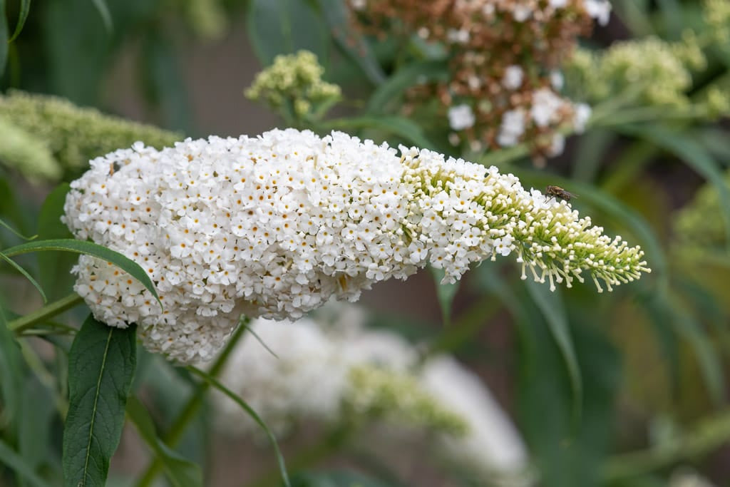 Liliac de Vară White Profusion Alb (Buddleja) - Butaș 5-10 cm