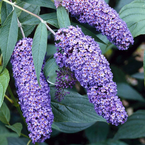 Liliac de Vară Ellen's Blue Albăstrui (Buddleja) - Butaș 5-10 cm