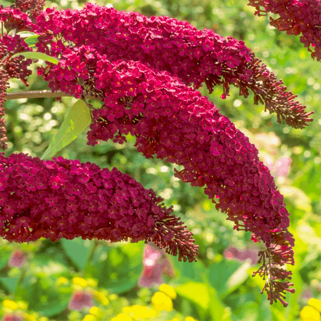 Liliac de Vară Royal Red Roșu (Buddleja) - Butaș 5-10 cm