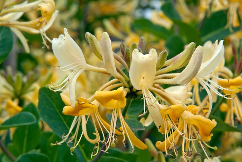 Mâna Maicii Domnului Graham Thomas Galbenă (Lonicera) - Liană 5-10 cm