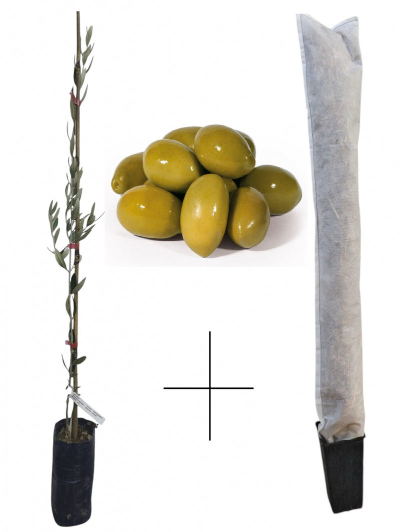 Măslin de Masă Halkidiki - Pom 40-60 cm (+ Husă Protecție Cadou)