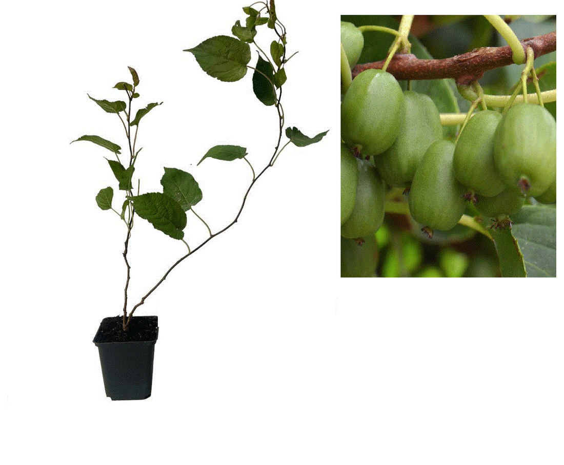 Mini Kiwi Dr. Szymanowski Autofertil (Actinidia Arguta) - Butaș 2 ani 20-30cm