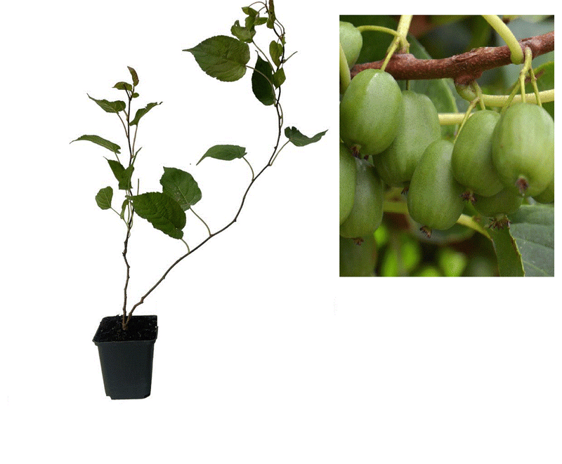 Mini Kiwi Dr. Szymanowski Autofertil (Actinidia Arguta) - Butaș 2 ani 20-30cm