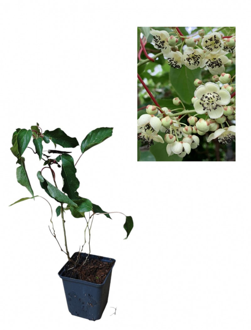 Mini Kiwi Weiki Mascul Polenizator (Actinidia Arguta) - Butaș la ghiveci 20-40cm