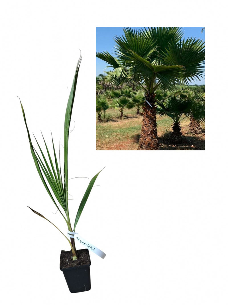 Palmier de Deșert (Washingtonia Filifera) - Puiet ornamental la ghiveci