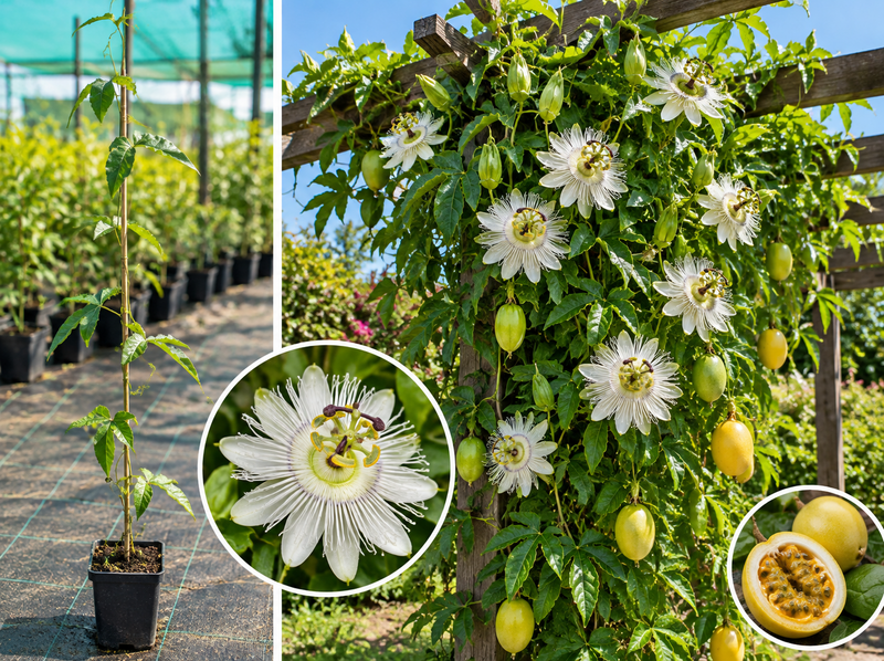 Floarea Pasiunii Albă Snowstar (Passiflora) - Liană ghiveci, 30-40 cm