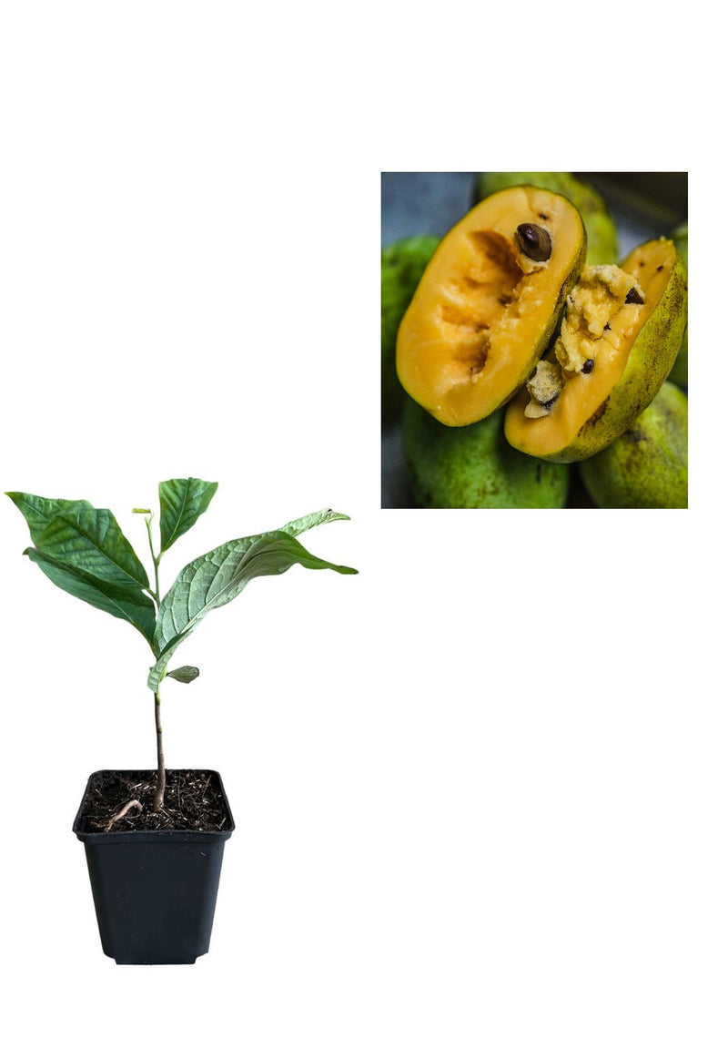 Banana Nordului Paw Paw (Asimina Triloba) - Puiet 2 ani, 30-50 cm