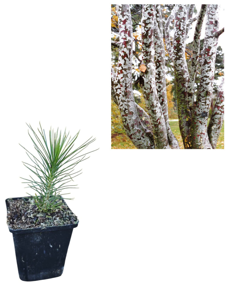 Pin cu Scoarță Pătată (Pinus Bungeana) - Puiet conifer, 10 cm