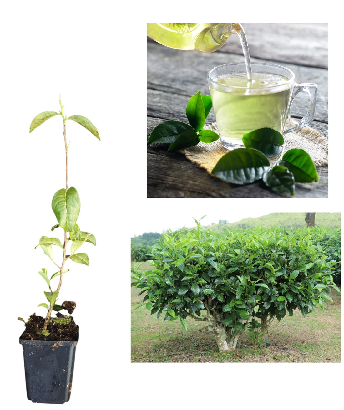 Planta de Ceai Verde și Negru (Camellia Sinensis) - Butaș 20-30 cm