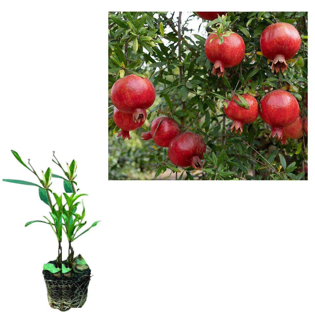 Rodiu Favorit Rezistent la Ger (Punica Granatum) - Puiet 20-40 cm
