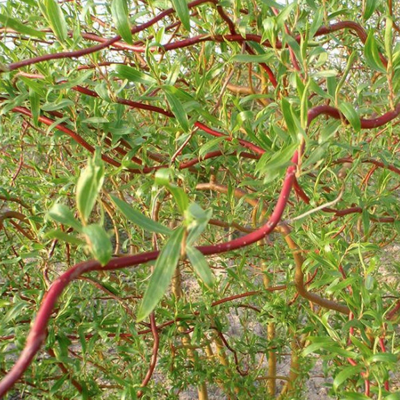 Salcie Plângătoare Caradoc (Salix) - Puiet ornamental la ghiveci
