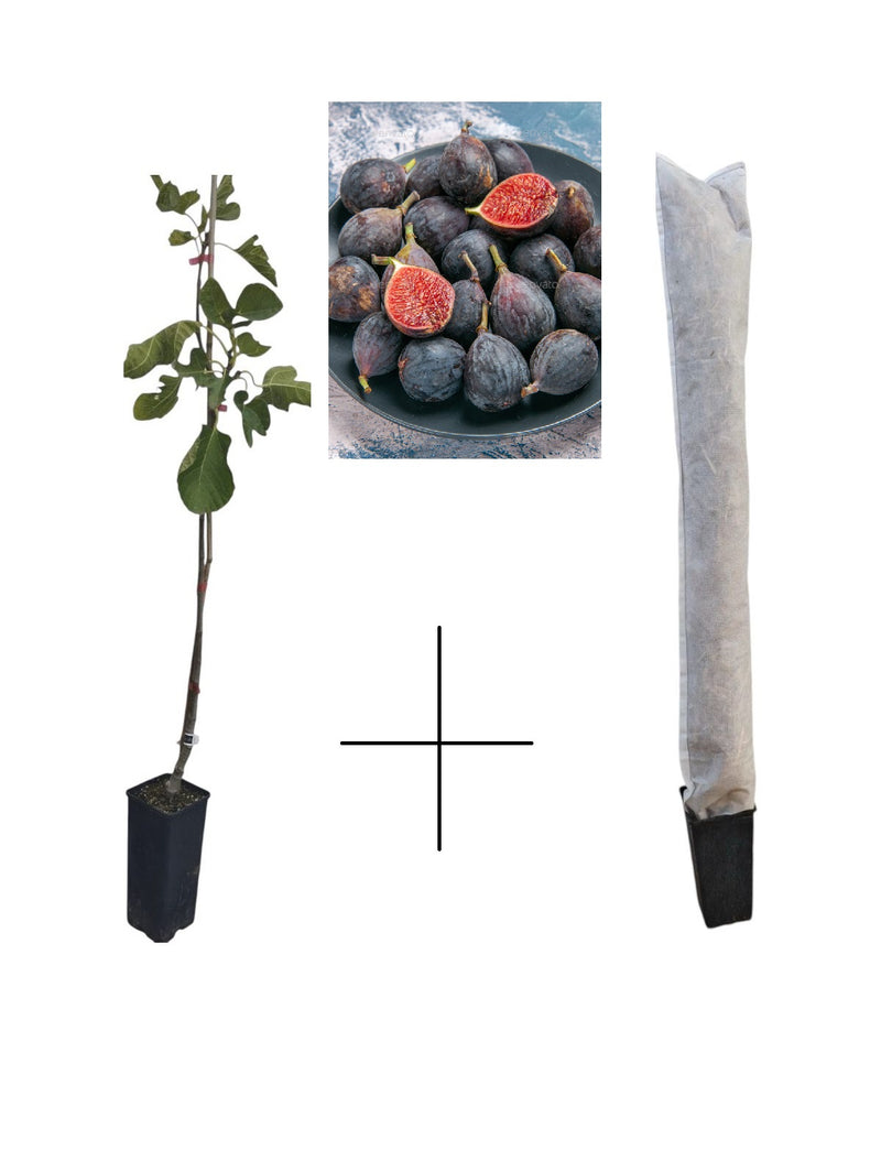 Smochin Black Mission - Puiet roditor 60-80 cm (+ Husă Iarnă Cadou)