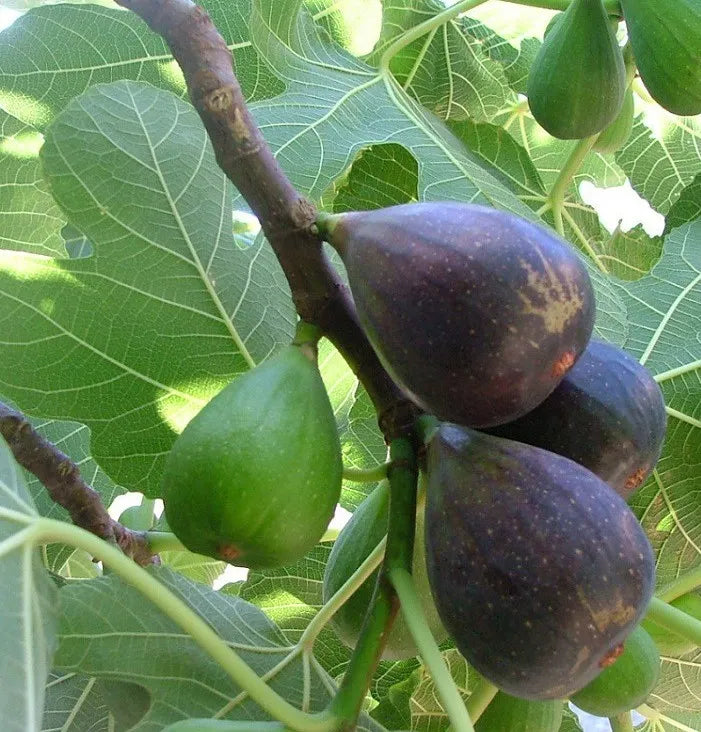 Smochin Noire de Caromb - Puiet la ghiveci, 30-50 cm