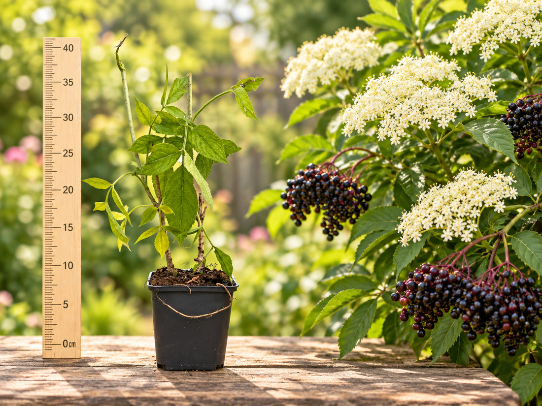 Soc Negru Fructifer Sampo (Sambucus Nigra) - Puiet 20-40 cm