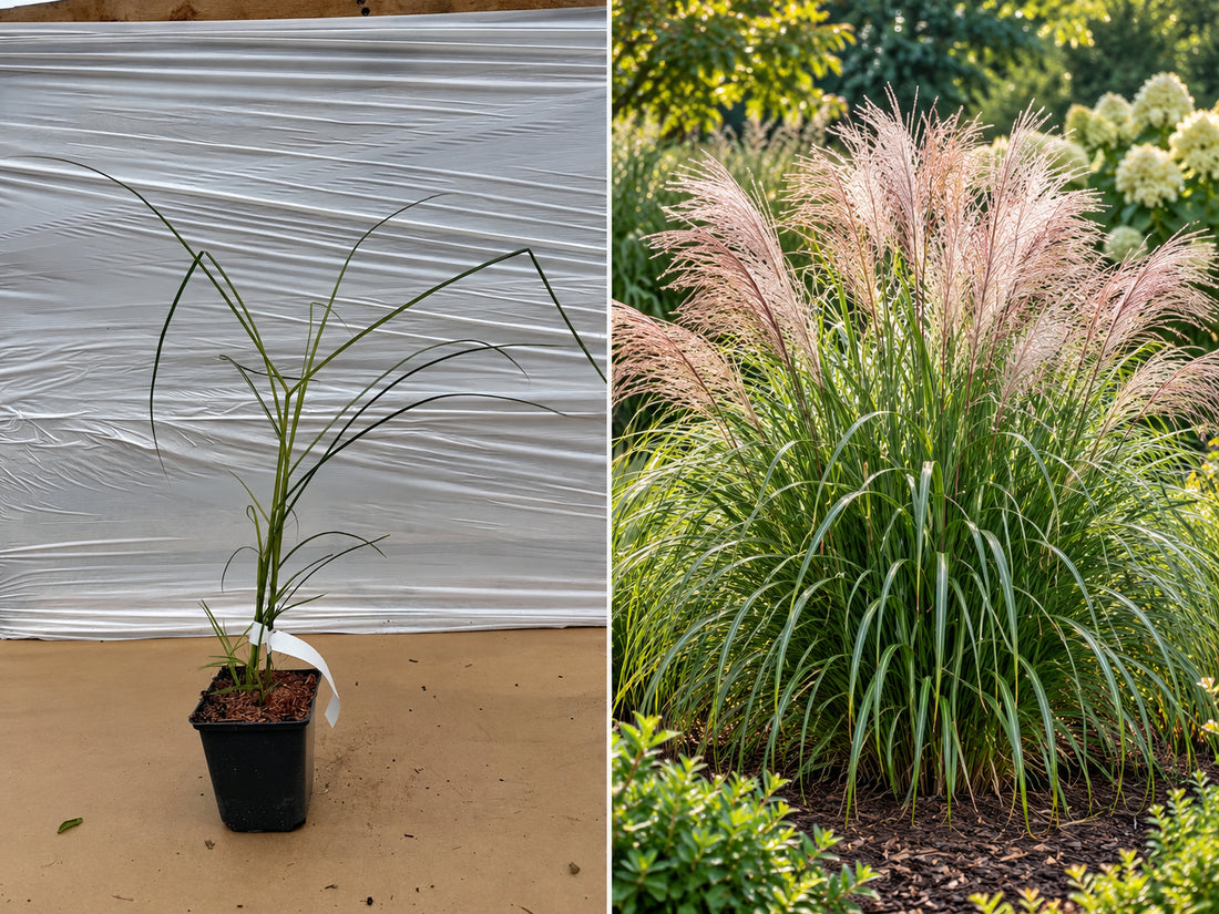 Iarbă Chinezescă Miscanthus Flamingo (Iarba Elefantului) - Tufă la ghiveci