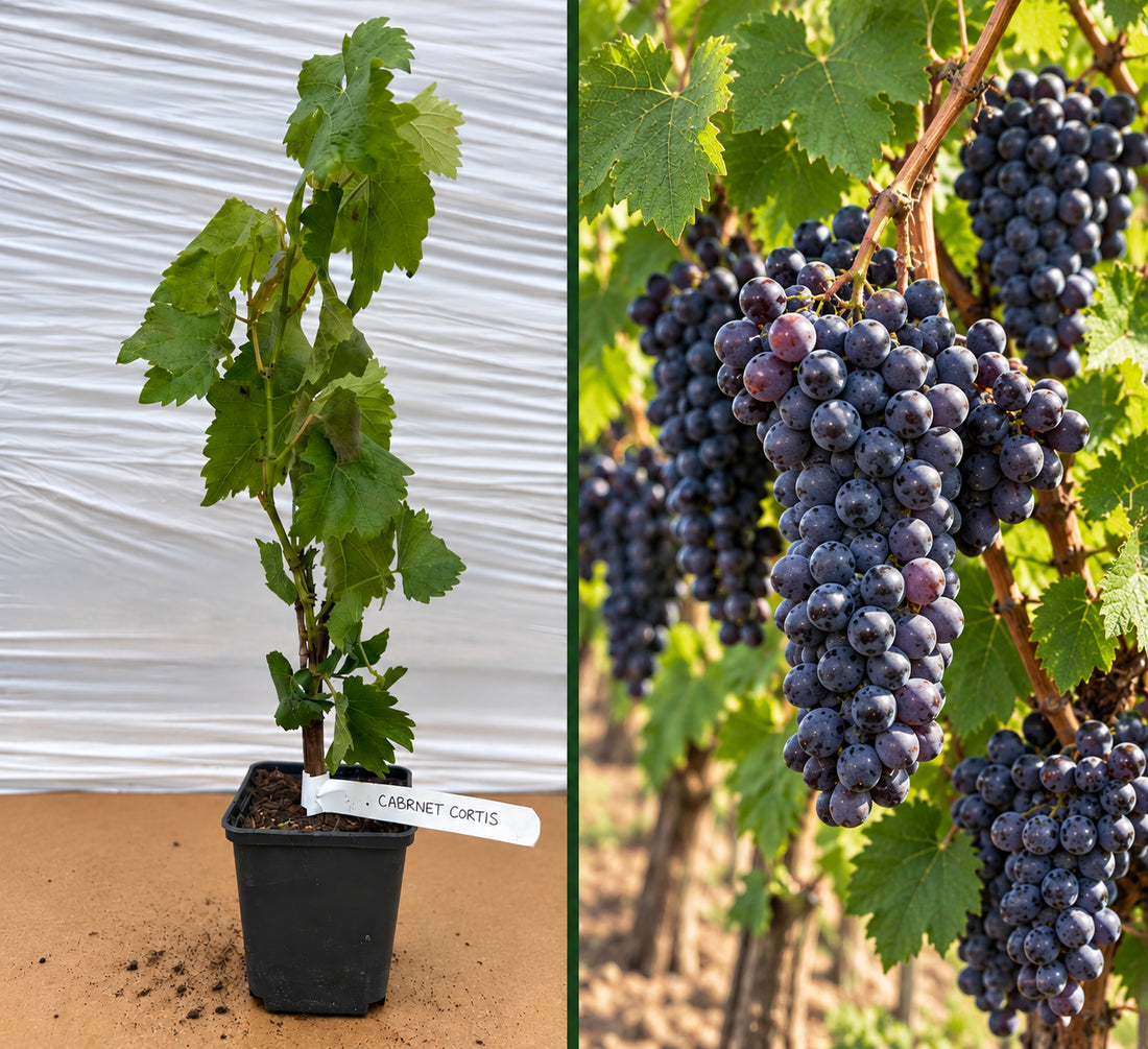 Viță de Vie Cabernet Cortis Soi Rezistent (PIWI) - Ghiveci 20-40 cm