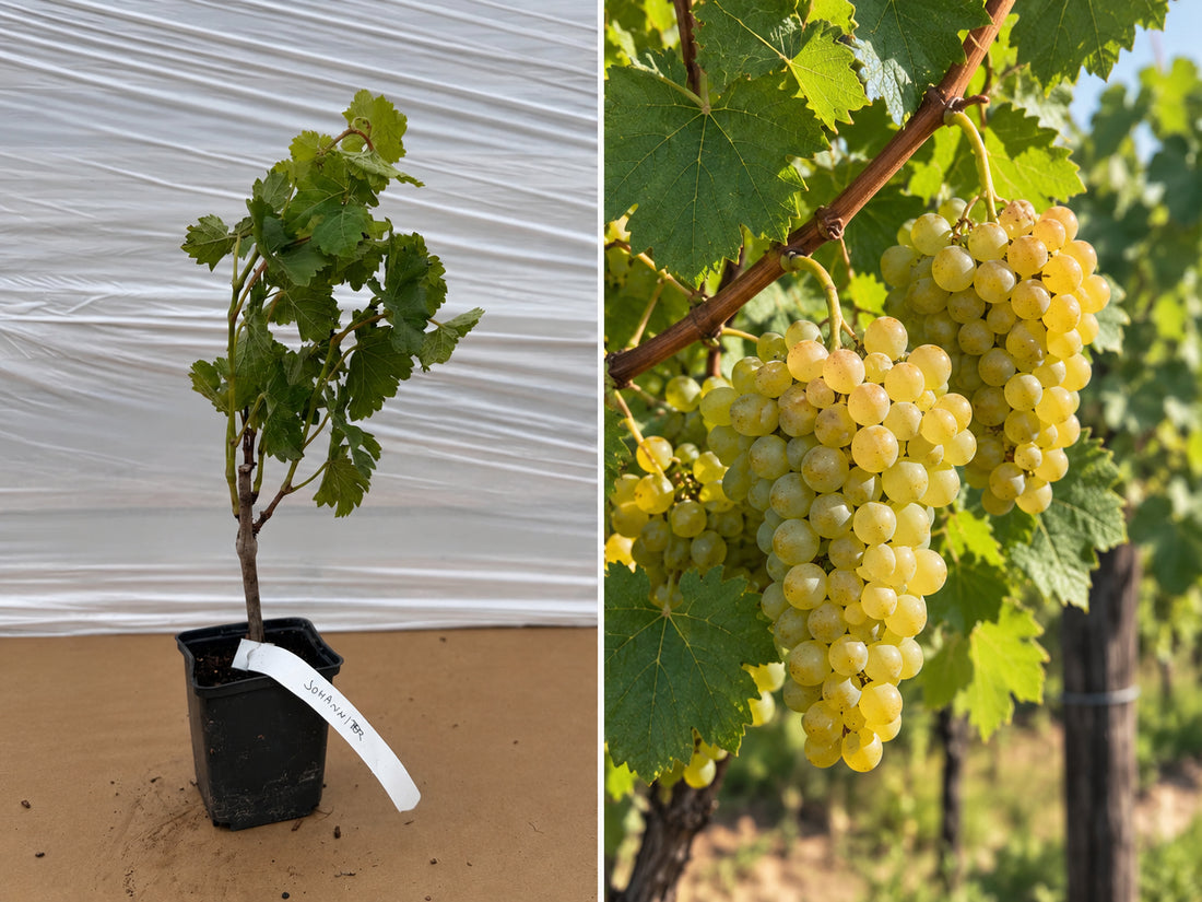 Viță de Vie Johanniter Soi Rezistent (PIWI) - Ghiveci 20-40 cm