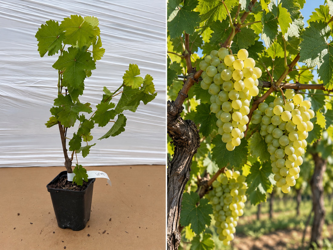Viță de Vie Seyval Blanc Soi Rezistent - Butaș ghiveci, 20-40 cm