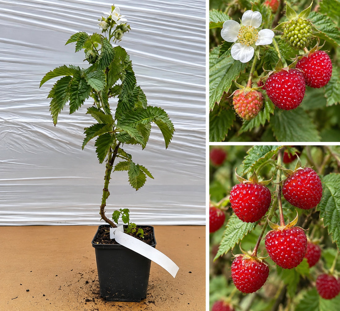 Zmeur Căpșun Japonez (Rubus Illecebrosus) - Butaș la ghiveci, 20-30 cm